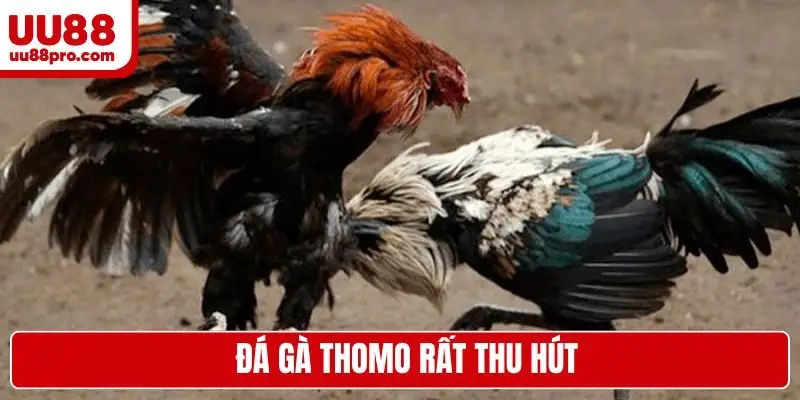 Đá gà Thomo rất thu hút